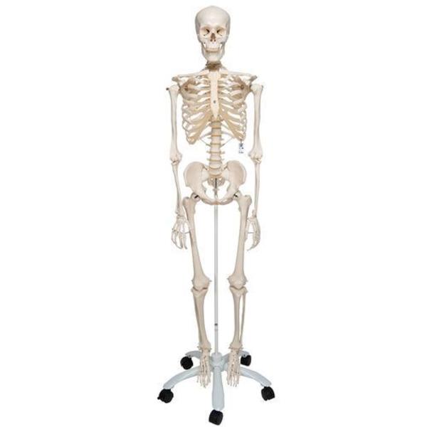 3B Scientific Skeleton Stan 5-feet Roller Stand - w/ 3B Smart Anatomy 1020171